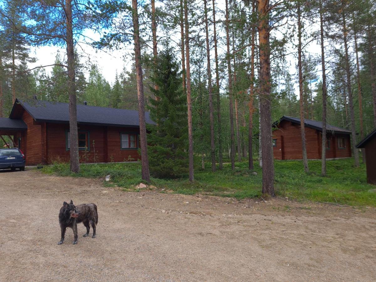 Silver Fox Äkäslompolo
